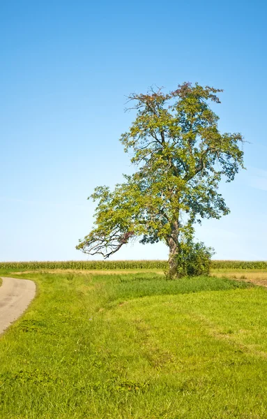 Árvore com céu azul e maneira — Fotografia de Stock