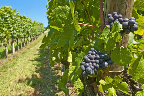 Uvas azuis maduras numa vinha — Fotografia de Stock