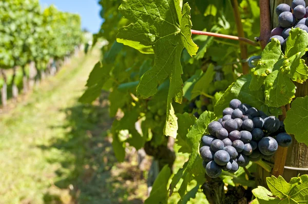Blue ripe grapes in a vineyard — Stock Photo, Image