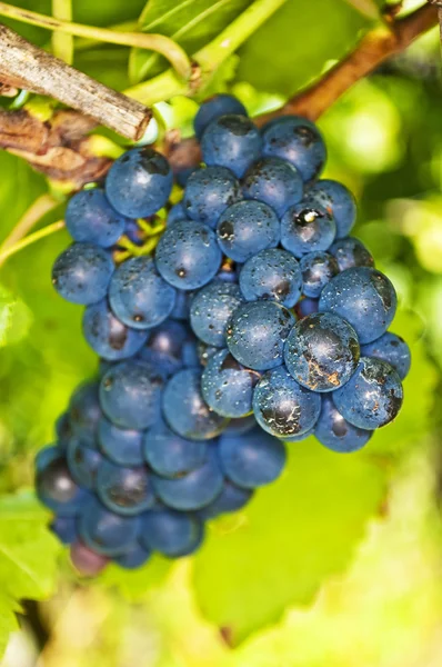 Blaue reife Trauben in einem Weinberg — Stockfoto