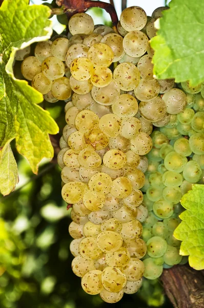 White ripe grapes in a vineyard — Stock Photo, Image