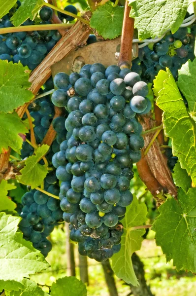 Uvas azules maduras en un viñedo —  Fotos de Stock