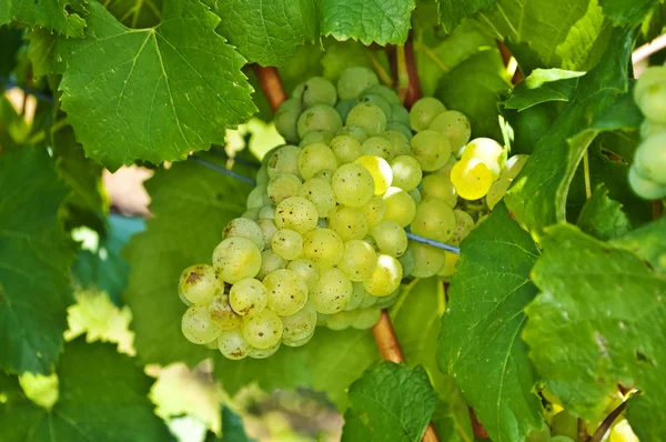 Blauwe rijpe druiven in een wijngaard — Stockfoto