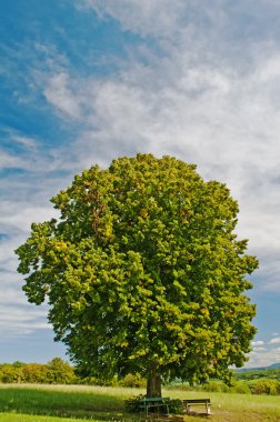 Park bankında eski ıhlamur ağacı altında