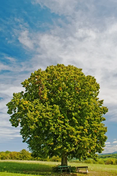 Παγκάκι κάτω από παλιό δέντρο ασβέστη — Φωτογραφία Αρχείου
