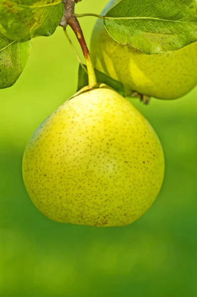 Perry-pear — Stock Photo, Image