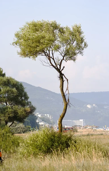 A strandon, az albenai magányos fa. Jogdíjmentes Stock Képek