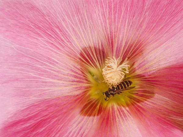 stock image Closeup of a flower with insect