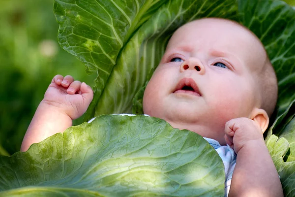 Baby in the cabbage — Stock Photo, Image