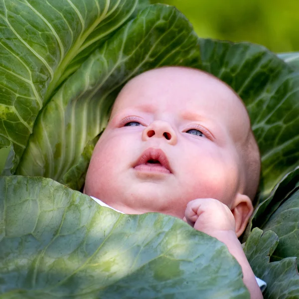 婴儿在白菜 #1 — 图库照片