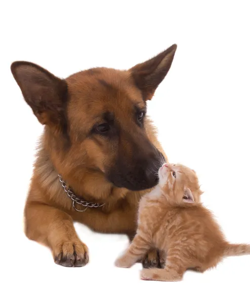 stock image Dog and cat