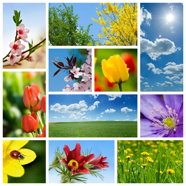 Spring collage — Stock Photo, Image