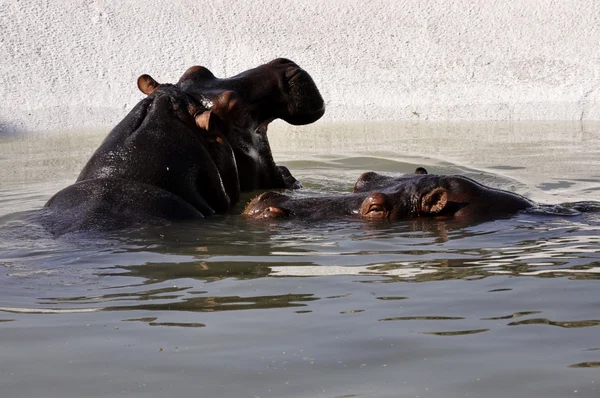 Hipopotamy w wodzie — Zdjęcie stockowe