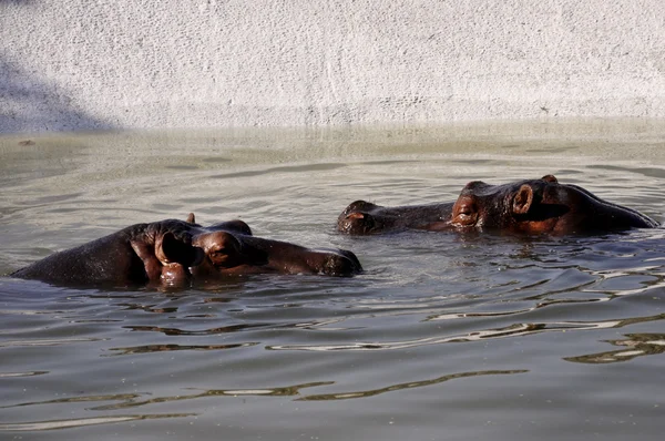 Hipopotamy pływanie w słoneczny dzień — Zdjęcie stockowe