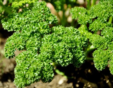 Leaf Parsley