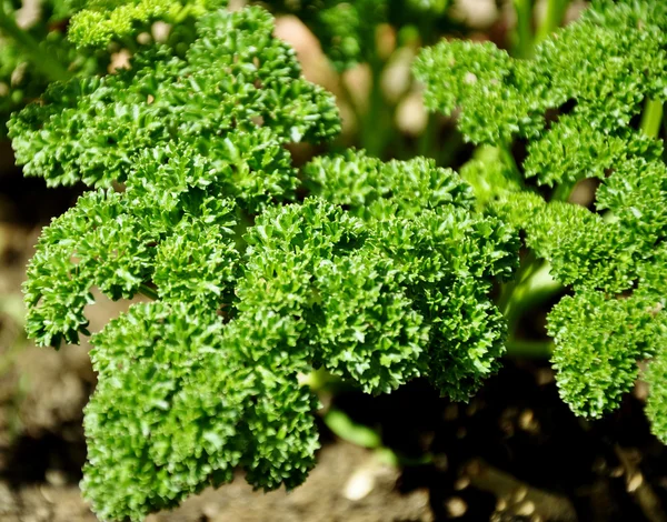 stock image Leaf Parsley