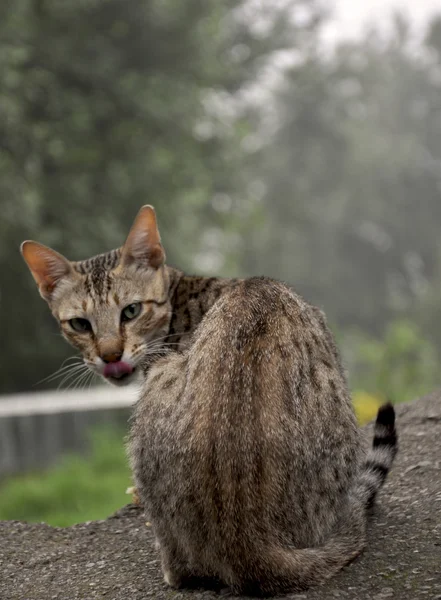 An Untamed Cat — Stock Photo, Image