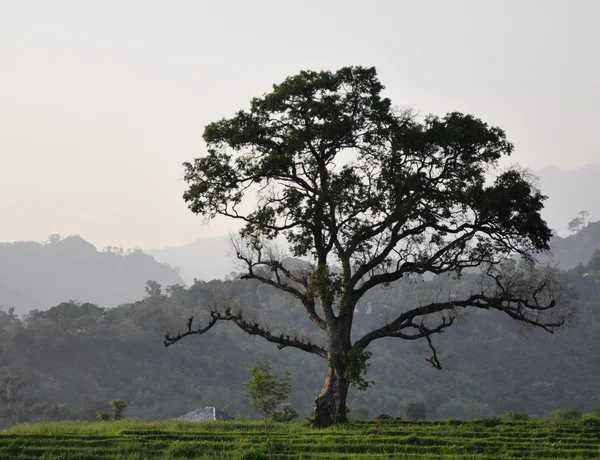 stock image An Old Tree Amidst Greenery