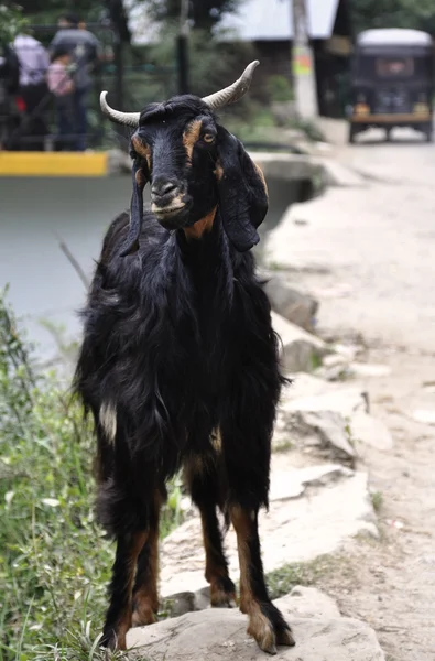 A Stray Goat Walking Down a Path — Stock Photo, Image