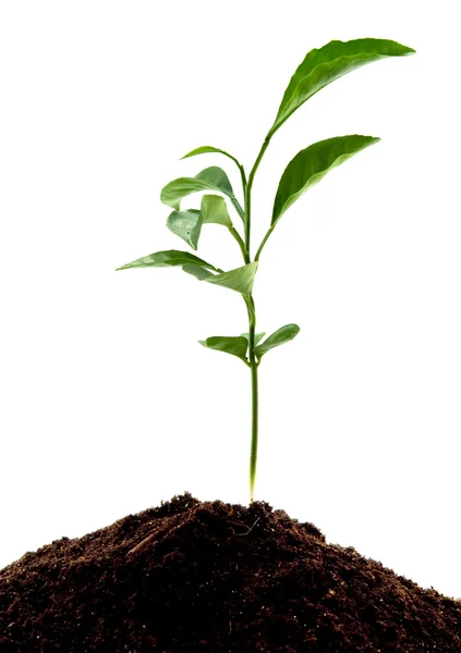 Jonge, groene plant — Stockfoto