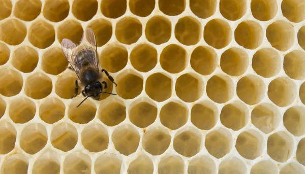 Uma abelha enche — Fotografia de Stock