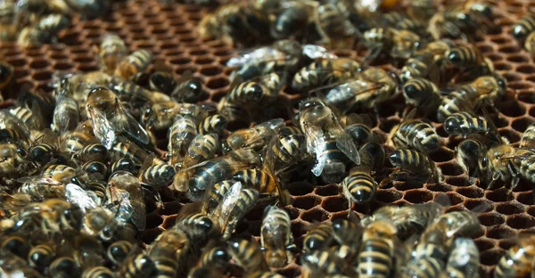 Las abejas trabajan —  Fotos de Stock