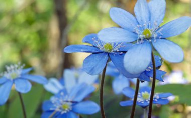 Blue forest flowers clipart