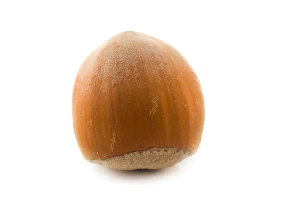 Hazelnut isolated — Stock Photo, Image