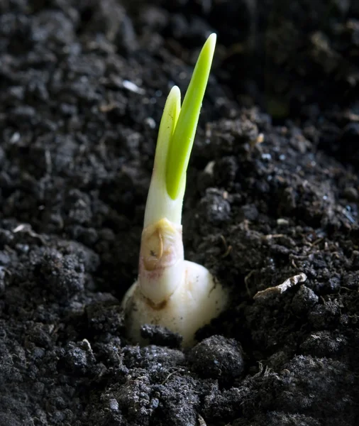 Plant of garlic — Stock Photo, Image