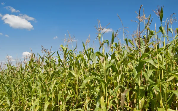 Stock image Plantation of corn