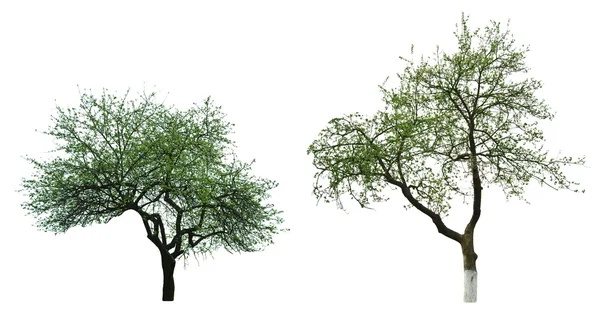 Два зеленых дерева — стоковое фото