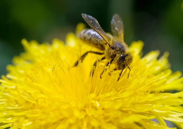 Una abeja recoge —  Fotos de Stock