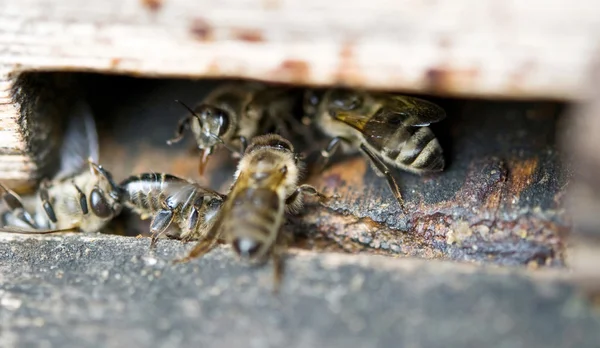 Bijen guard — Stockfoto