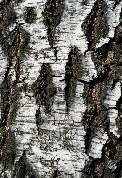 Textura de bétula — Fotografia de Stock