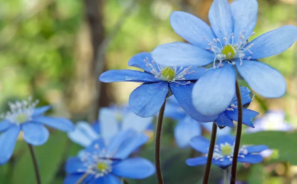 Blauwe bos bloemen — Stockfoto