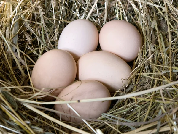 Pět vajec — Stock fotografie
