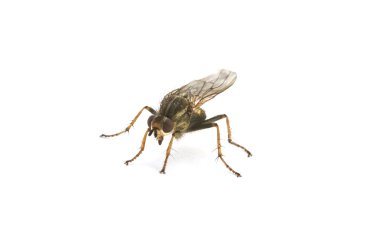 izole fly