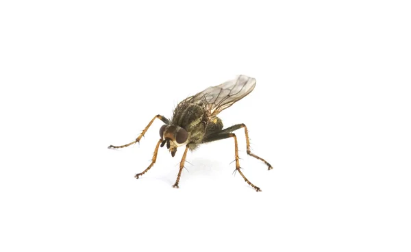Fly isolated — Stock Photo, Image