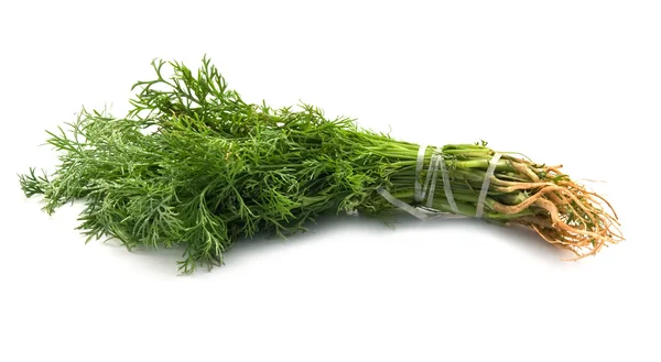 Sheaf of green dil — Stock Photo, Image