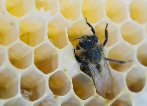 Bee vullingen — Stockfoto