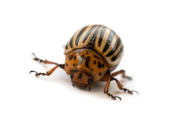 Colorado beetle — Stock Photo, Image