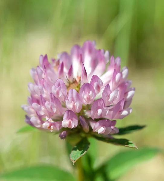 Flowering of clover — Stock Photo, Image