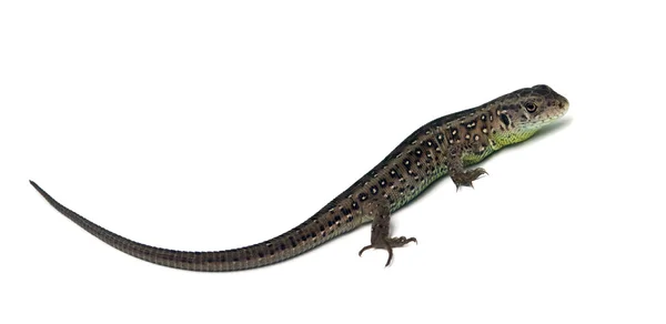 Lizard isolated — Stock Photo, Image
