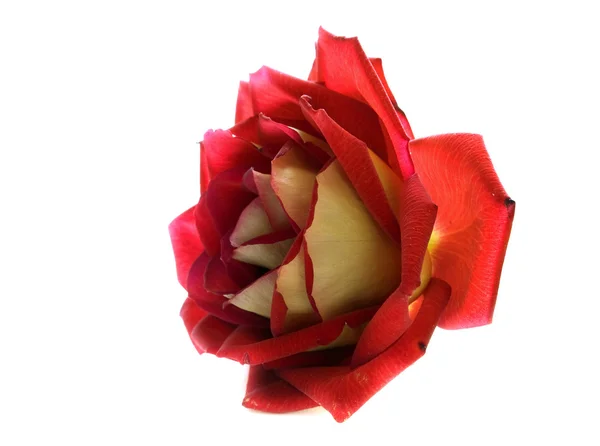 Rose eristetty — kuvapankkivalokuva