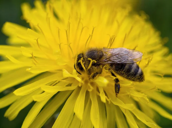 Bee verzamelt — Stockfoto
