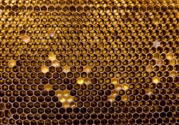 Bee honingraten — Stockfoto