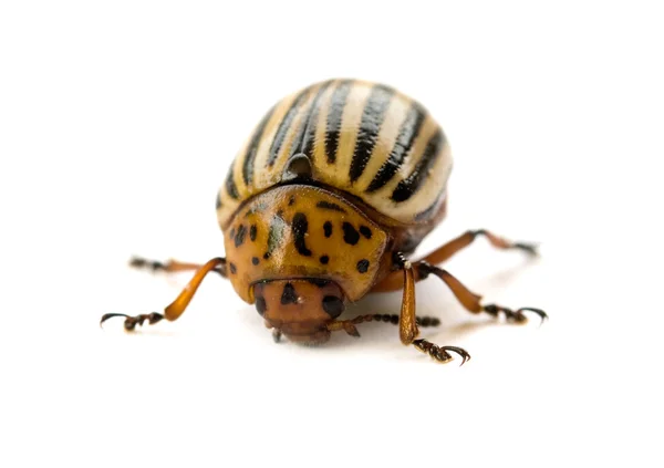 Colorado beetle isolated — Stock Photo, Image