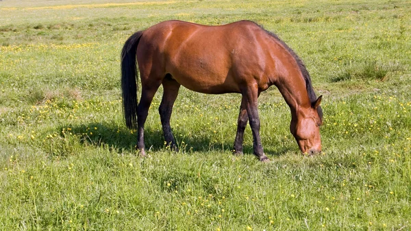Εκδορές άλογο — Φωτογραφία Αρχείου