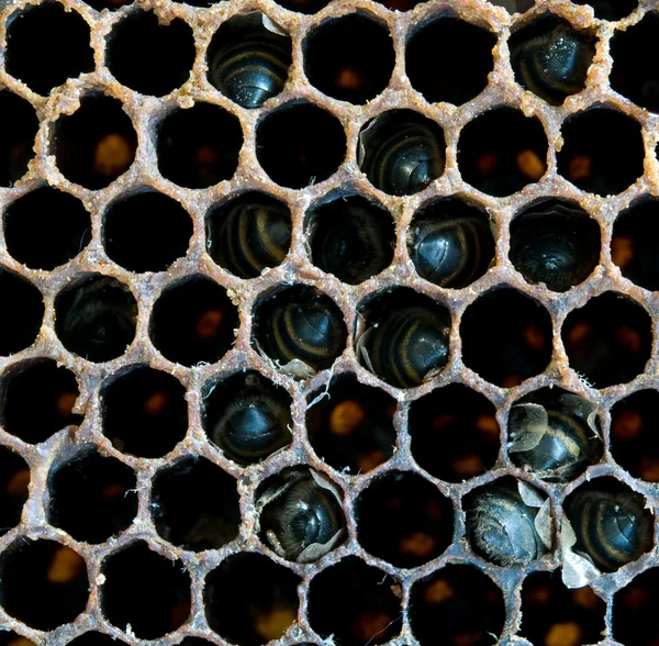 Aç arılar — Stok fotoğraf