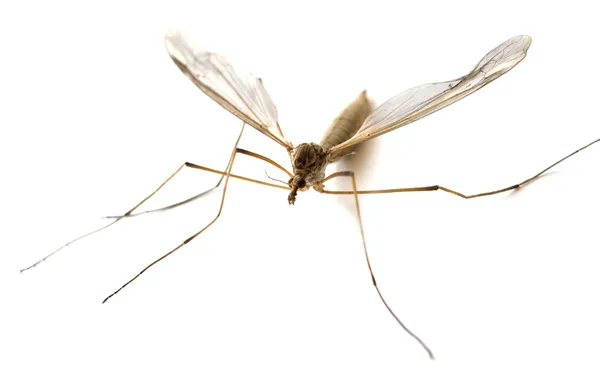 Комар — стокове фото